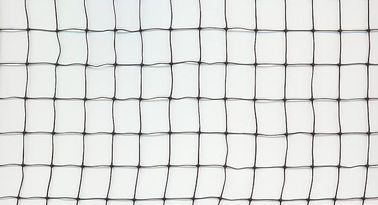 Εξωθημένο τετραγωνικό Hdpe αλιείας με δίχτυα πουλιών πλέγματος αντι για την προστασία του σταφυλιού