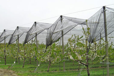 Πλαστικά αντιχαλαζικά δίκτυα γεωργίας με το αντι UV για τα φρούτα και λαχανικά